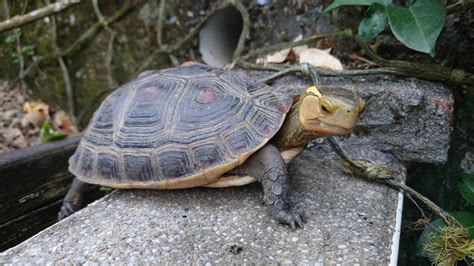 龜蛇|瀕危動物